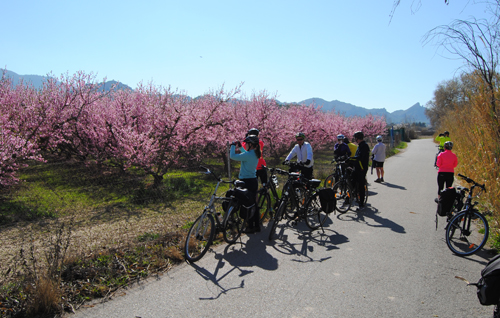 Cycling group paused to admire blossom in Murcia, Spain